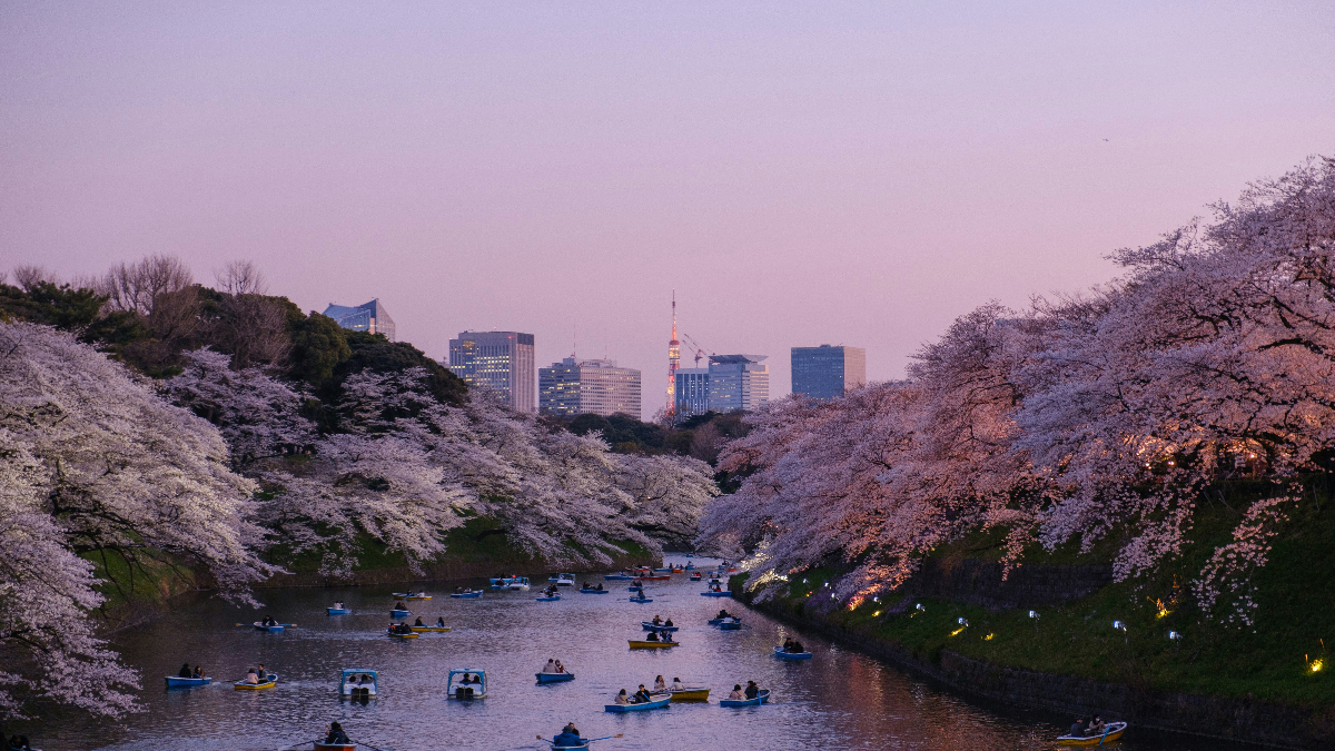 Cherry blossoms over a river in Japan